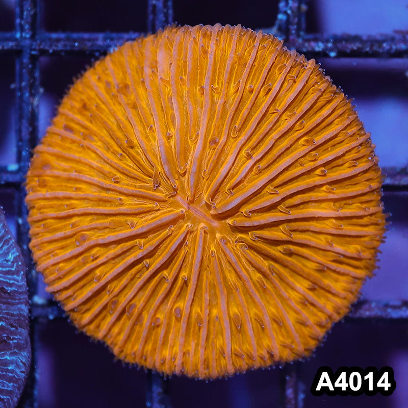 Item#A4014IN4014(S) WYSIWYG Indo Ultra Orange Fungia