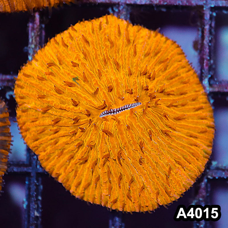 Item#A4015IN4015(S) WYSIWYG Indo Ultra Orange Fungia