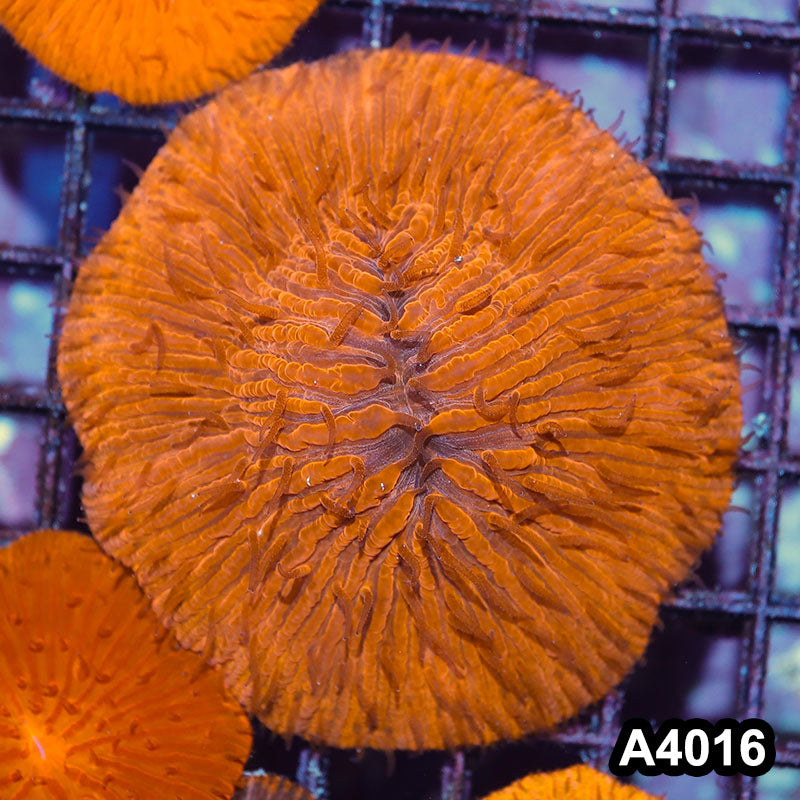 Item#A4016IN4016(M) WYSIWYG Indo Ultra Orange Fungia