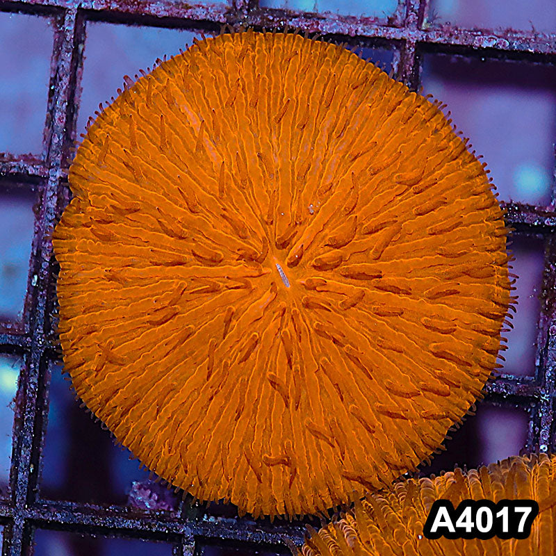 Item#A4017IN4017(M) WYSIWYG Indo Ultra Orange Fungia