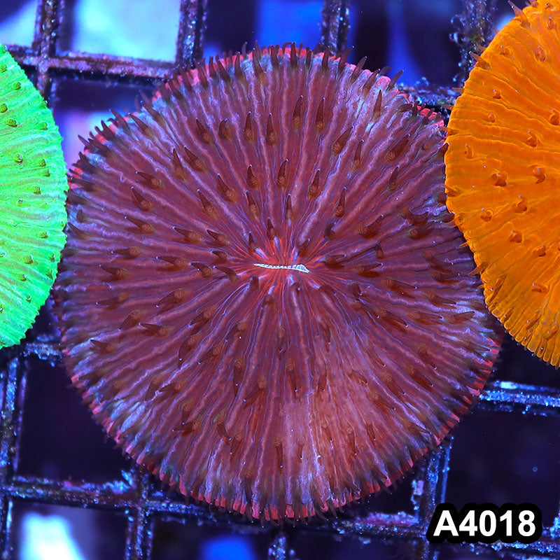 Item#A4018IN4018(M) WYSIWYG Indo Ultra Unique Fungia