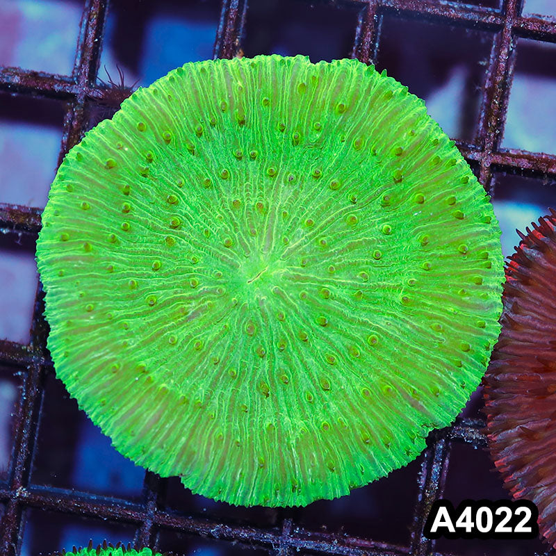 Item#A4022IN4022(M) WYSIWYG Indo Ultra Neon Green Fungia