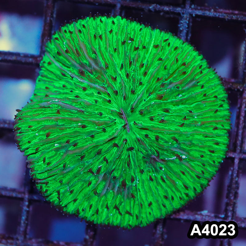 Item#A4023IN4023(S) WYSIWYG Indo Ultra Neon Green Fungia