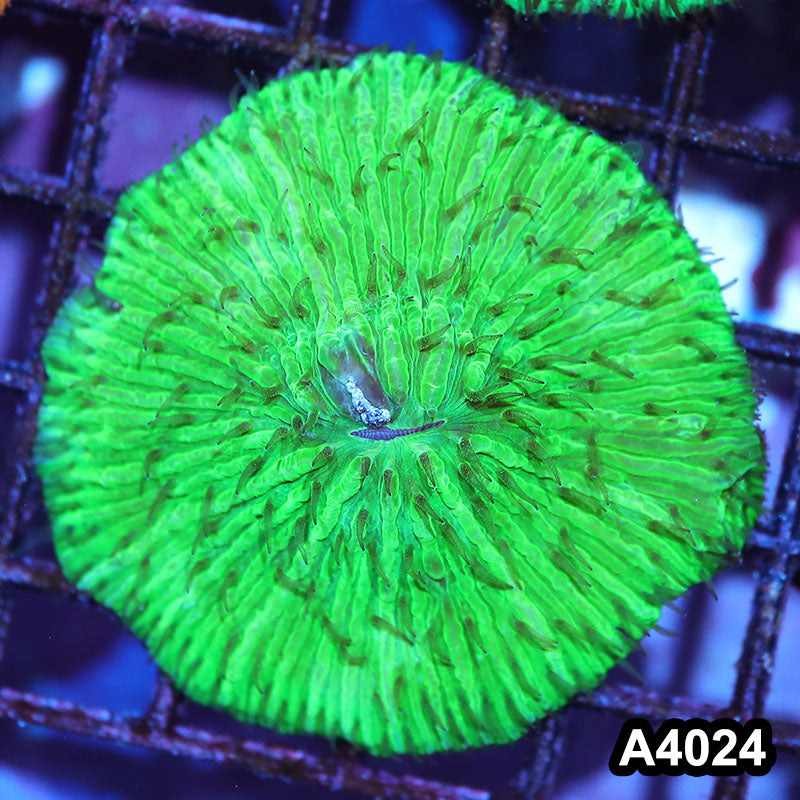 Item#A4024IN4024(M) WYSIWYG Indo Ultra Neon Green Fungia