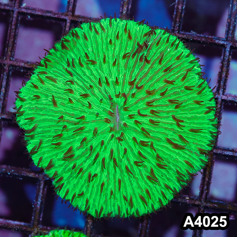 Item#A4025IN4025(M) WYSIWYG Indo Ultra Neon Green Fungia