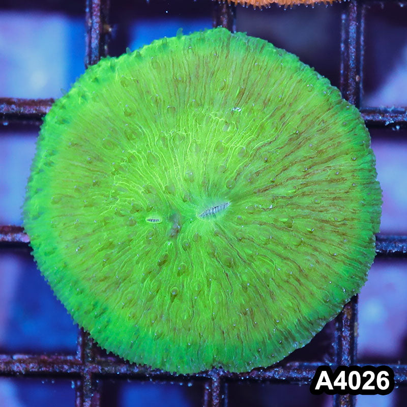 Item#A4026IN4026(M) WYSIWYG Indo Ultra Neon Green Fungia