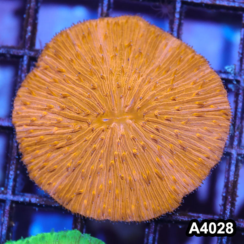 Item#A4028IN4028(M) WYSIWYG Indo Ultra Orange Fungia