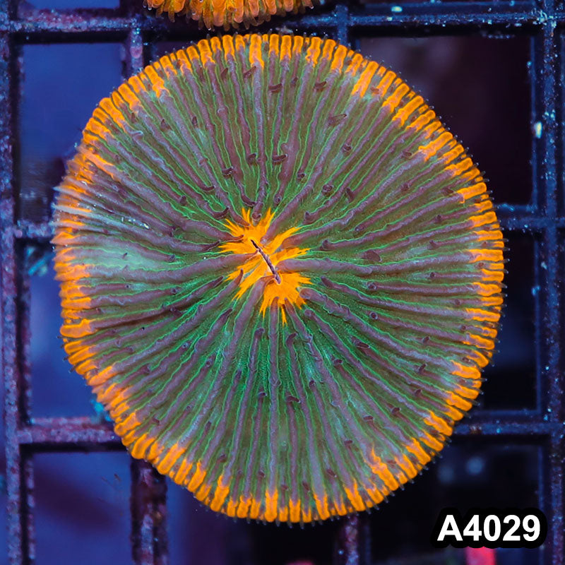 Item#A4029IN4029(M) WYSIWYG Indo Ultra Unique Fungia