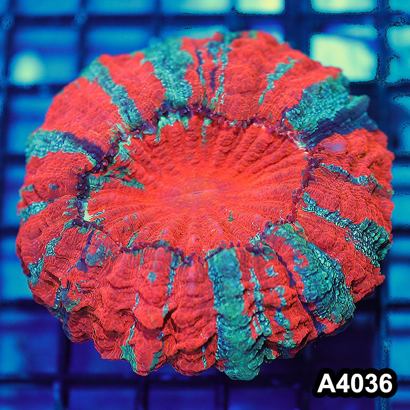 Item#A4036IN4036(M) WYSIWYG Indo Ultra Tiger Acanthophyllia