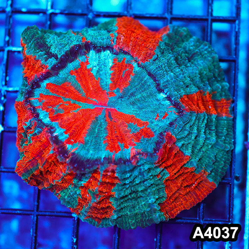 Item#A4037IN4037(M) WYSIWYG Indo Ultra Tiger Acanthophyllia