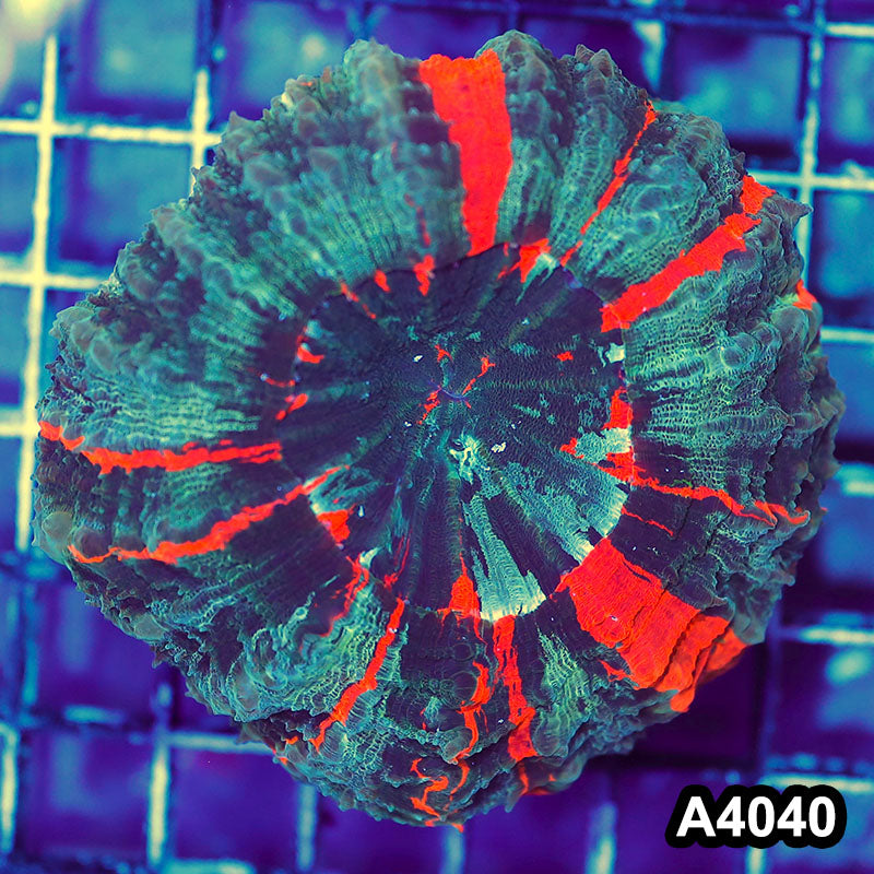 Item#A4040IN4040(S) WYSIWYG Indo Ultra Tiger Acanthophyllia