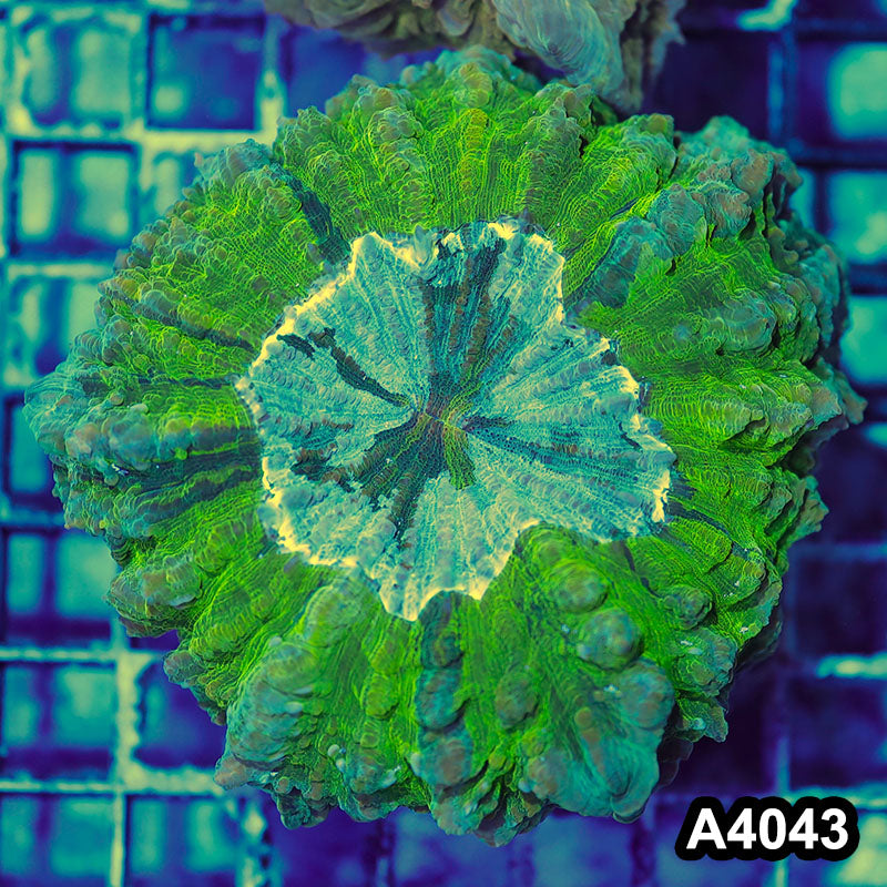 Item#A4043IN4043(M) WYSIWYG Indo Ultra Neon Tiger Acanthophyllia