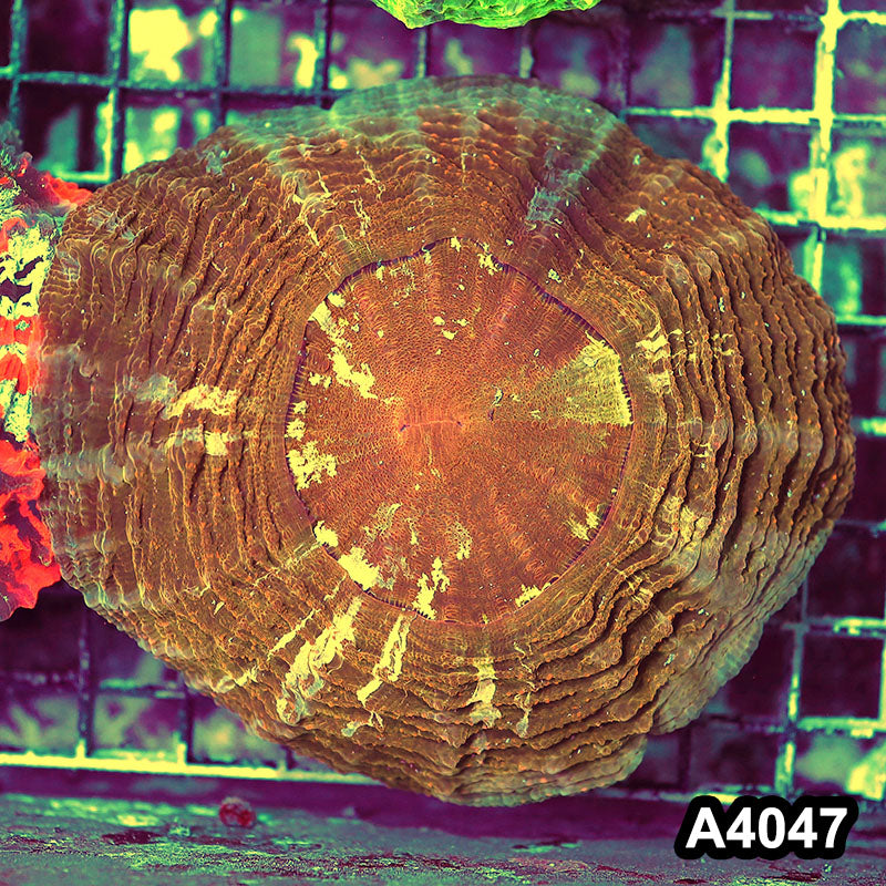 Item#A4047IN4047(M) WYSIWYG Indo Ultra Gold Tiger Acanthophyllia