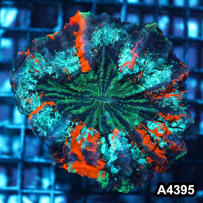 Item#A4395IN4395(S) WYSIWYG Indo Ultra Unique Acanthophyllia