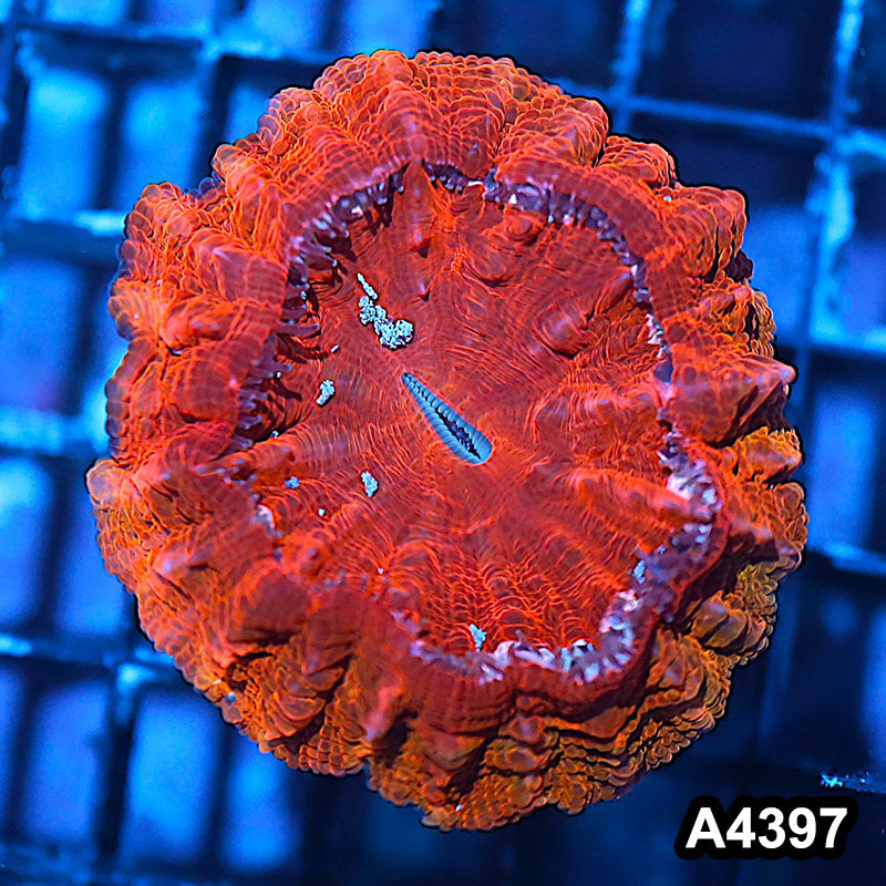 Item#A4397IN4397(S) WYSIWYG Indo Ultra Unique Red Acanthophyllia
