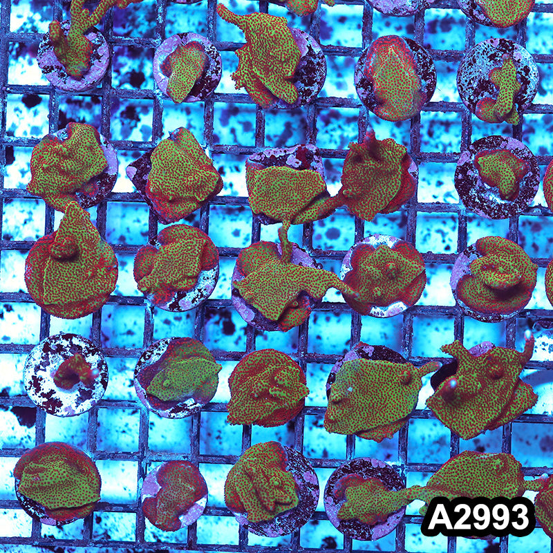 Item#A2993RW2993(S) Hand Selected Montipora Digitata Frag 05