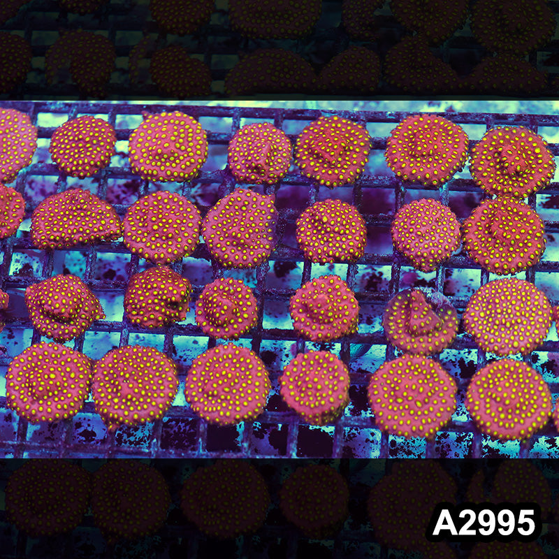 Item#A2995RW2995(S) Hand Selected Bling Bling Cyphastrea Frag 10