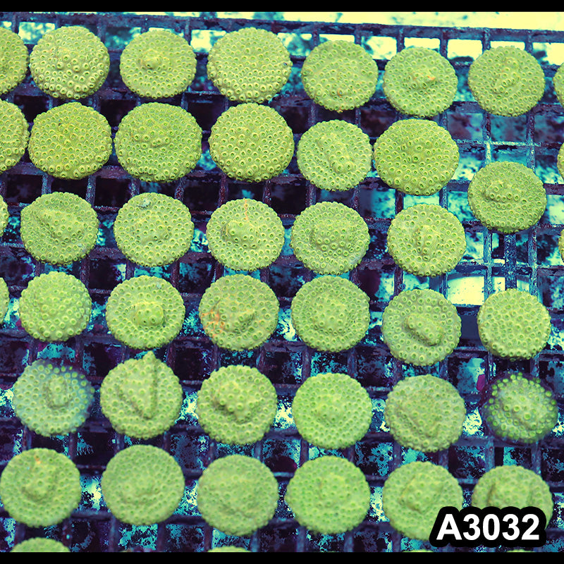 Item#A3032RW3032(S) Hand Selected Unique Cyphastrea Frag