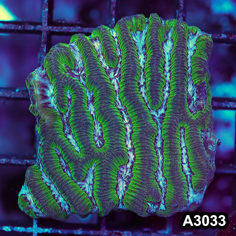 Item#A3033RW3033(S) WYSIWYG Aussie Ultra Maze Brain Mini Colony