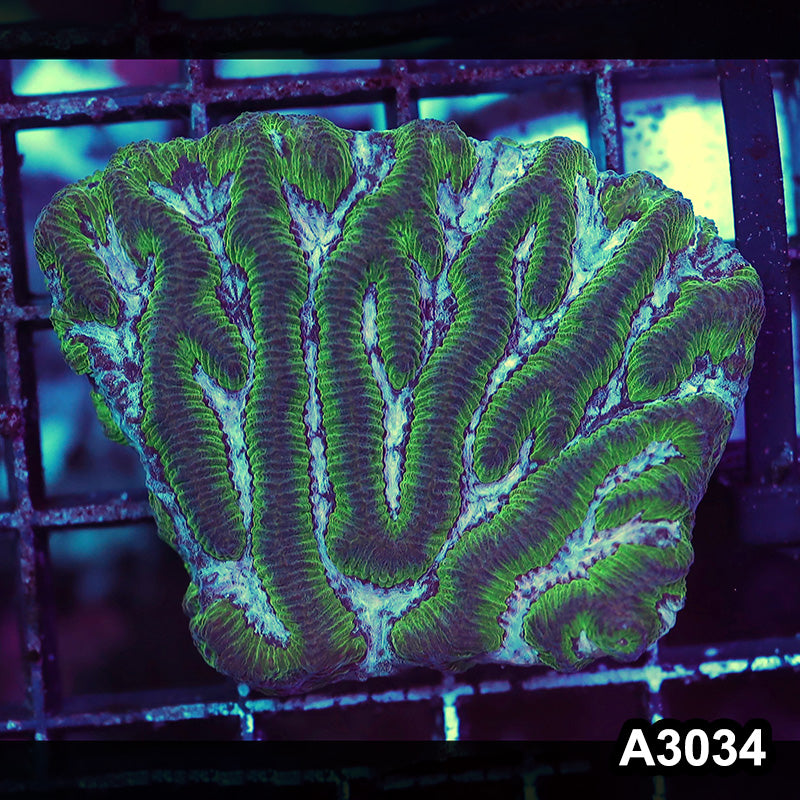 Item#A3034RW3034(S) WYSIWYG Aussie Ultra Maze Brain Mini Colony