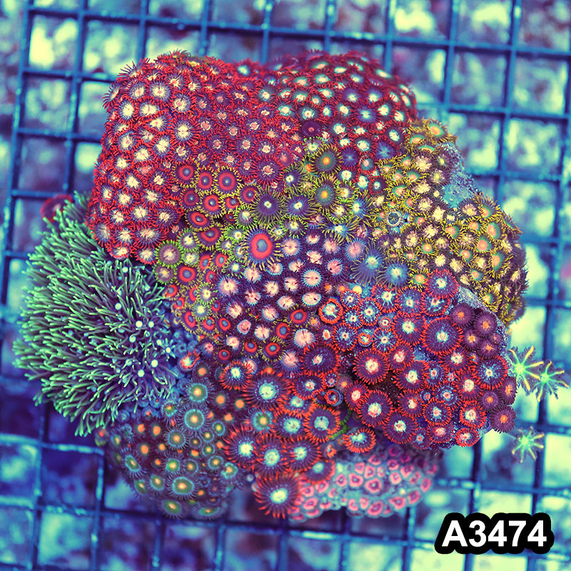 Item#A3474RW3474(L) WYSIWYG Indo Ultra Zoanthid Mini Reef Combo Rock