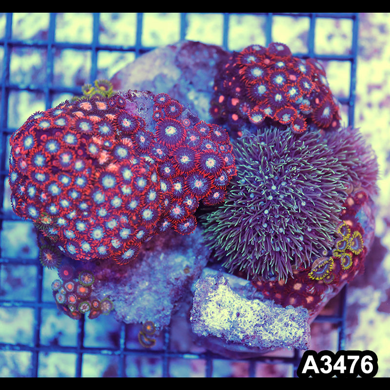 Item#A3476RW3476(M) WYSIWYG Indo Ultra Zoanthid Mini Reef Combo Rock