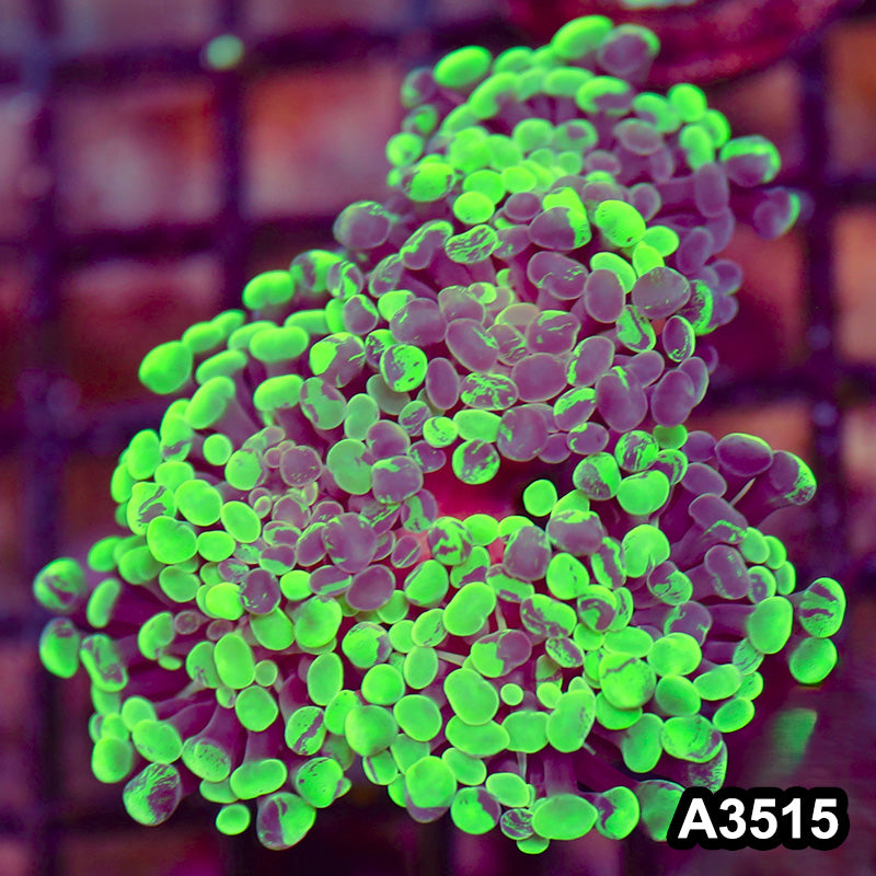 Item#A3515LW3515(M) WYSIWYG Indo Ultra Marbled Branching Hammer Colony