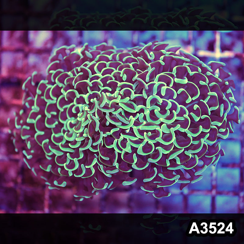 Item#A3524LW3524(M) WYSIWYG Indo Ultra Tip Wall Hammer Colony