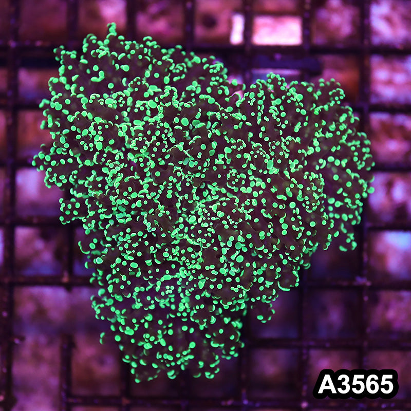 Item#A3565LW3565(M) WYSIWYG Aussie Ultra Tip Frogspawn Colony