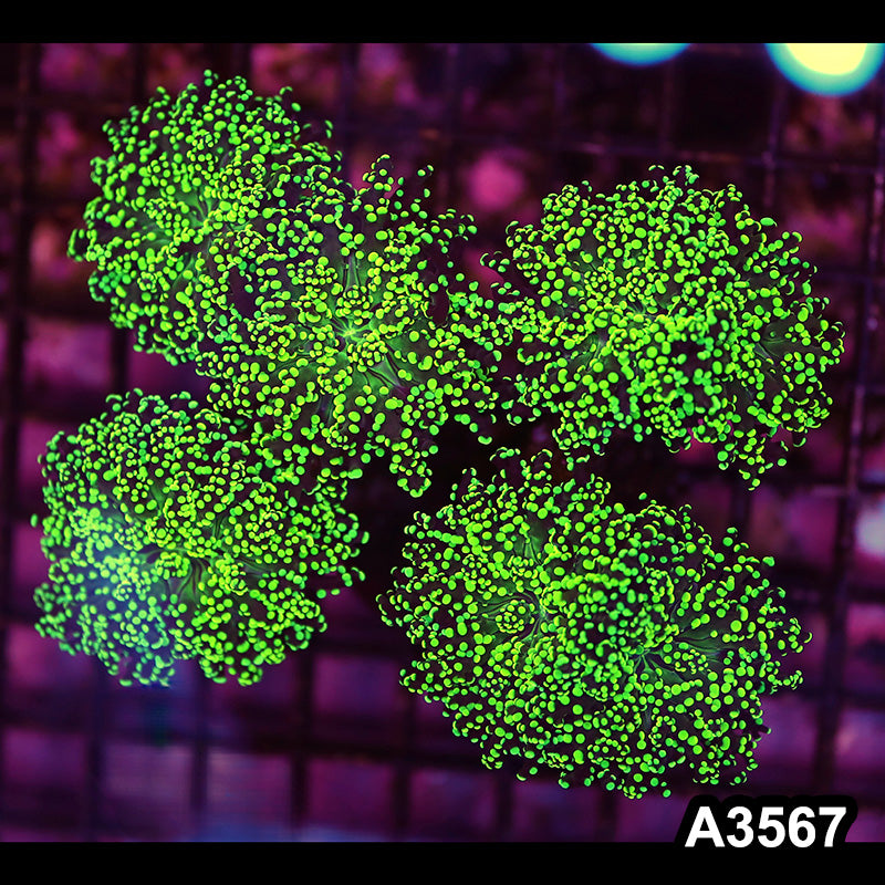 Item#A3567LW3567(L) WYSIWYG Indo Ultra Neon Branching Hammer Colony