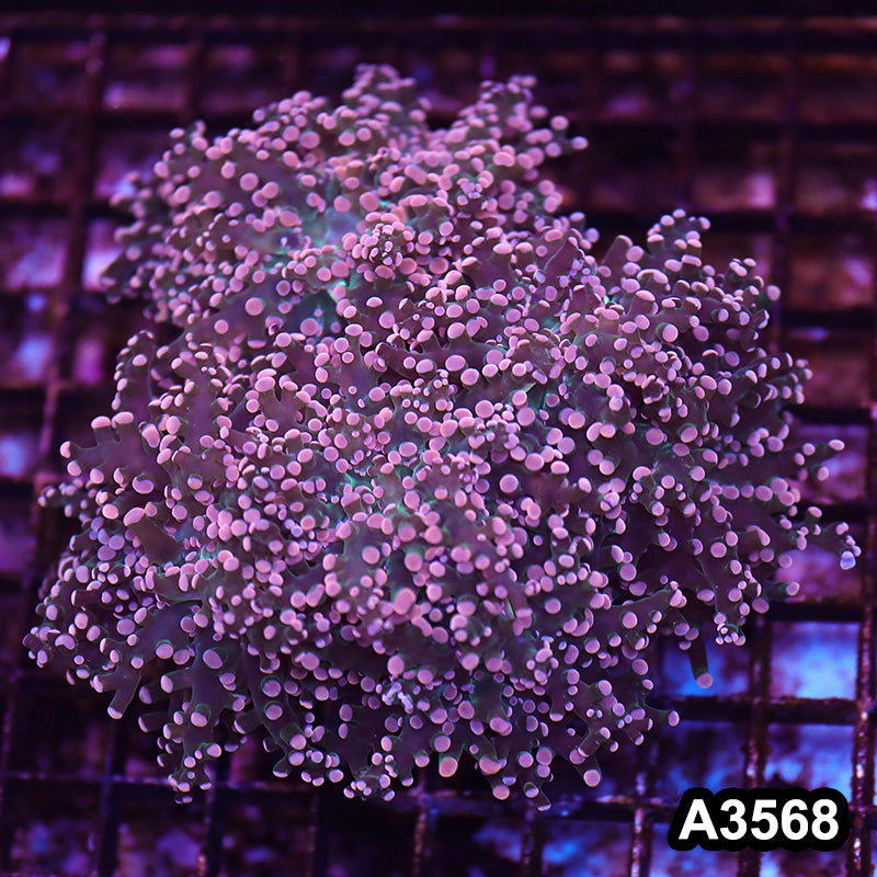 Item#A3568LW3568(M) WYSIWYG Indo Cultured Ultra Tip Octofrogspawn Colony