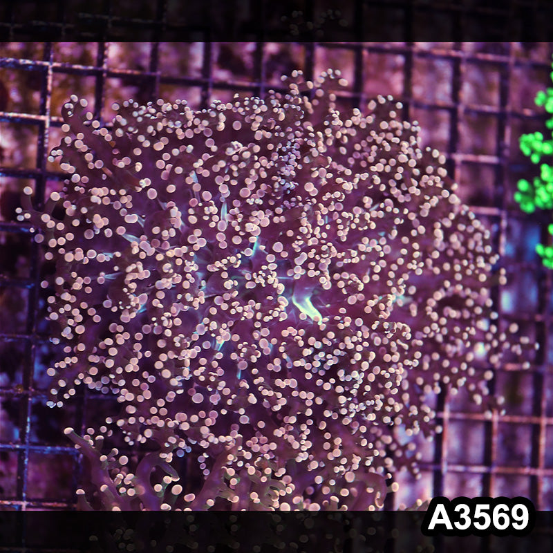 Item#A3569LW3569(L) WYSIWYG Indo Cultured Ultra Tip Octofrogspawn Colony