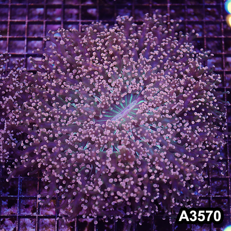 Item#A3570LW3570(L) WYSIWYG Indo Cultured Ultra Tip Octofrogspawn Colony