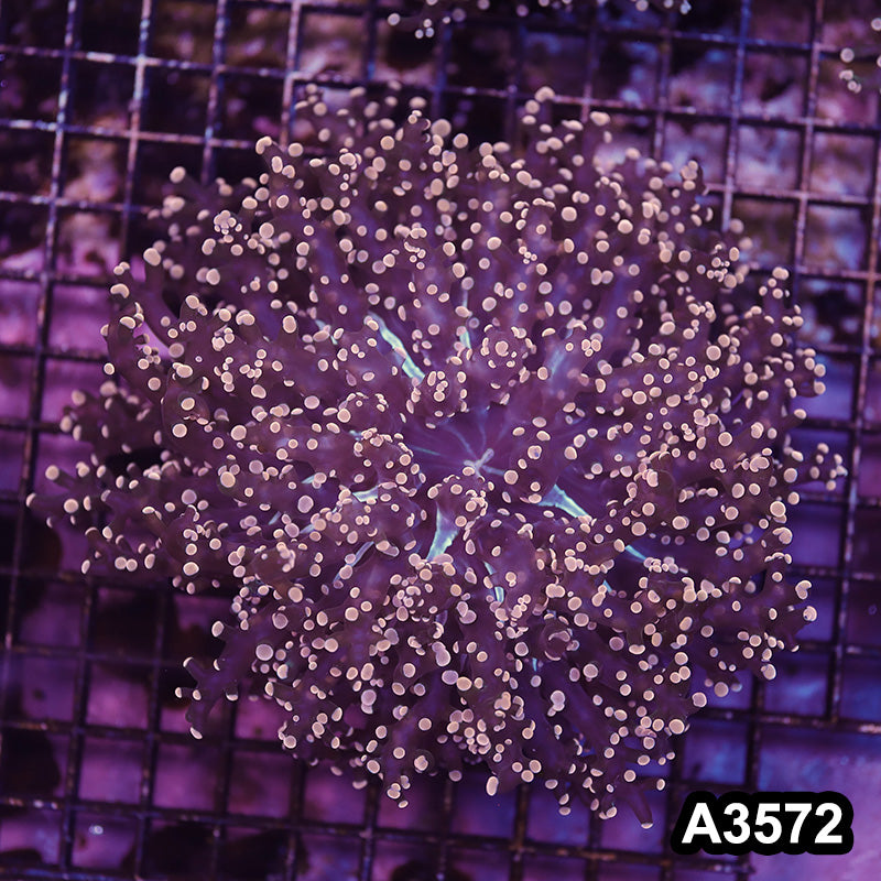 Item#A3572LW3572(L) WYSIWYG Indo Cultured Ultra Tip Octofrogspawn Colony