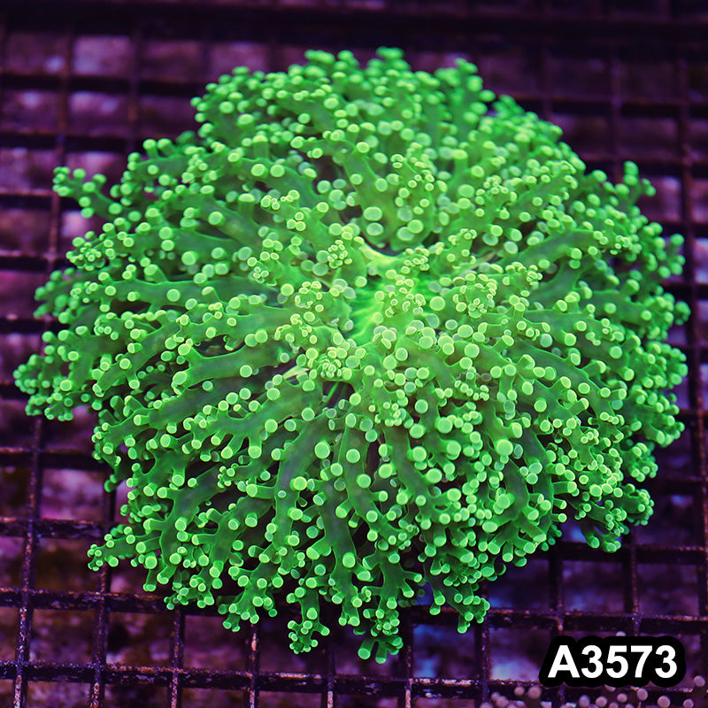 Item#A3573LW3573(L) WYSIWYG Indo Cultured Ultra Tip Octofrogspawn Colony