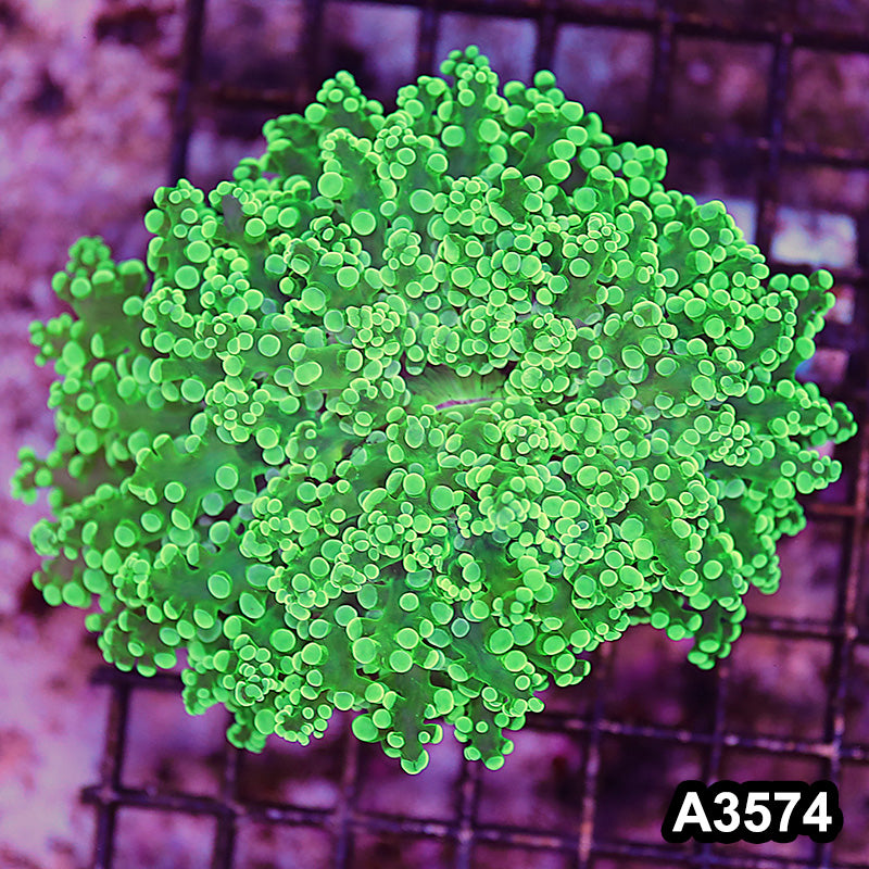 Item#A3574LW3574(L) WYSIWYG Indo Cultured Ultra Tip Octofrogspawn Colony