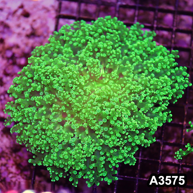 Item#A3575LW3575(L) WYSIWYG Indo Cultured Ultra Tip Octofrogspawn Colony