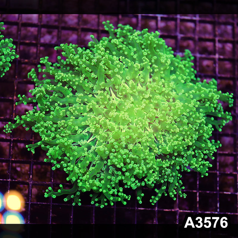 Item#A3576LW3576(L) WYSIWYG Indo Cultured Ultra Tip Octofrogspawn Colony