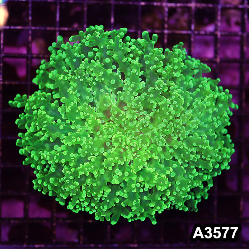 Item#A3577LW3577(L) WYSIWYG Indo Cultured Ultra Tip Octofrogspawn Colony