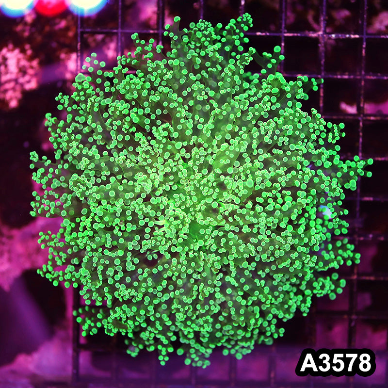 Item#A3578LW3578(L) WYSIWYG Indo Cultured Ultra Tip Octofrogspawn Colony