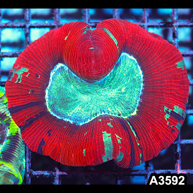 Item#A3592IN3592(M) WYSIWYG Indo Ultra Unique Trachyphyllia
