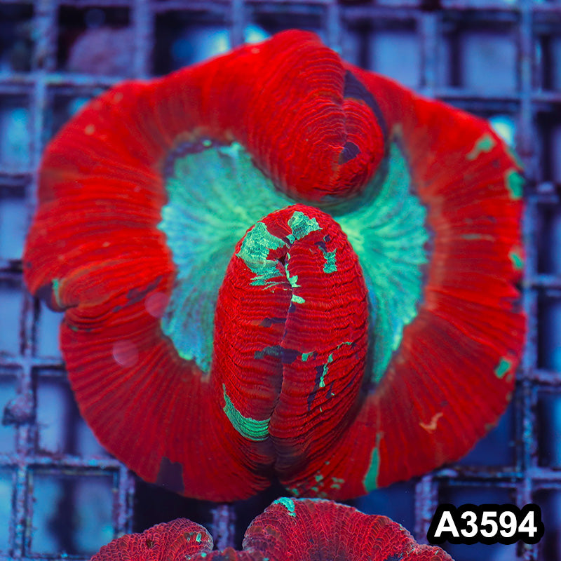 Item#A3594IN3594(M) WYSIWYG Indo Ultra Unique Trachyphyllia
