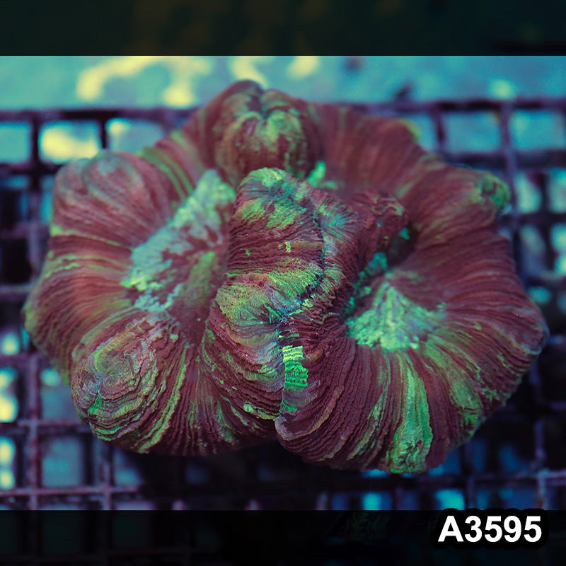 Item#A3595IN3595(M) WYSIWYG Indo Ultra Unique Trachyphyllia