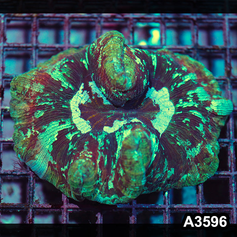 Item#A3596IN3596(M) WYSIWYG Indo Ultra Unique Wellsophyllia