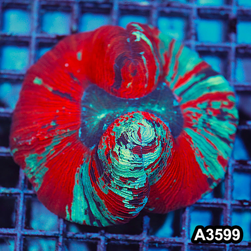 Item#A3599IN3599(M) WYSIWYG Indo Ultra Unique Trachyphyllia