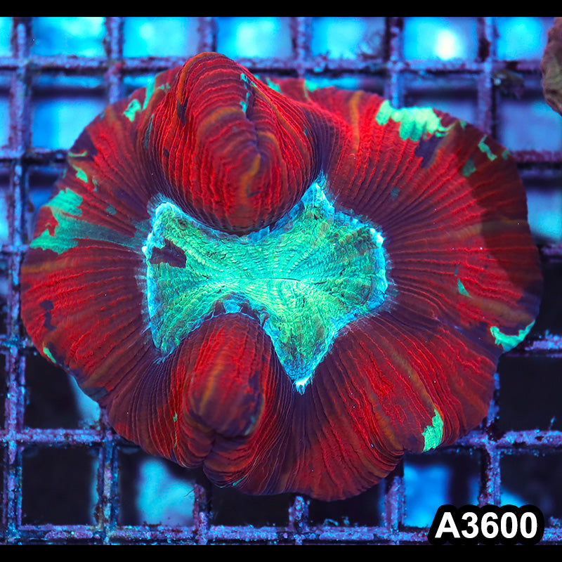 Item#A3600IN3600(M) WYSIWYG Indo Ultra Unique Trachyphyllia