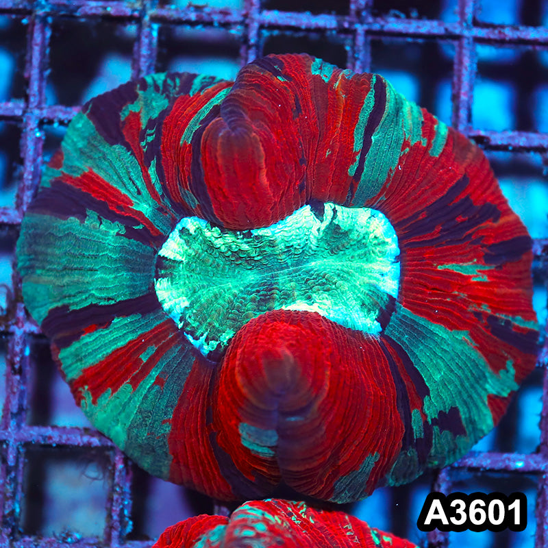 Item#A3601IN3601(M) WYSIWYG Indo Ultra Unique Trachyphyllia