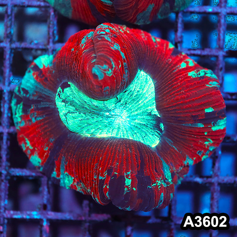 Item#A3602IN3602(M) WYSIWYG Indo Ultra Unique Trachyphyllia