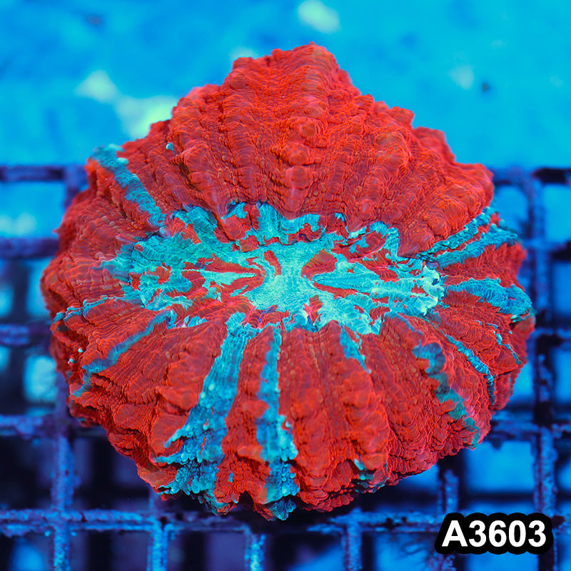 Item#A3603IN3603(M) WYSIWYG Indo Ultra Unique Acanthophyllia