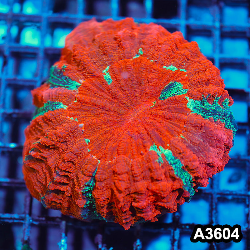 Item#A3604IN3604(M) WYSIWYG Indo Ultra Unique Acanthophyllia